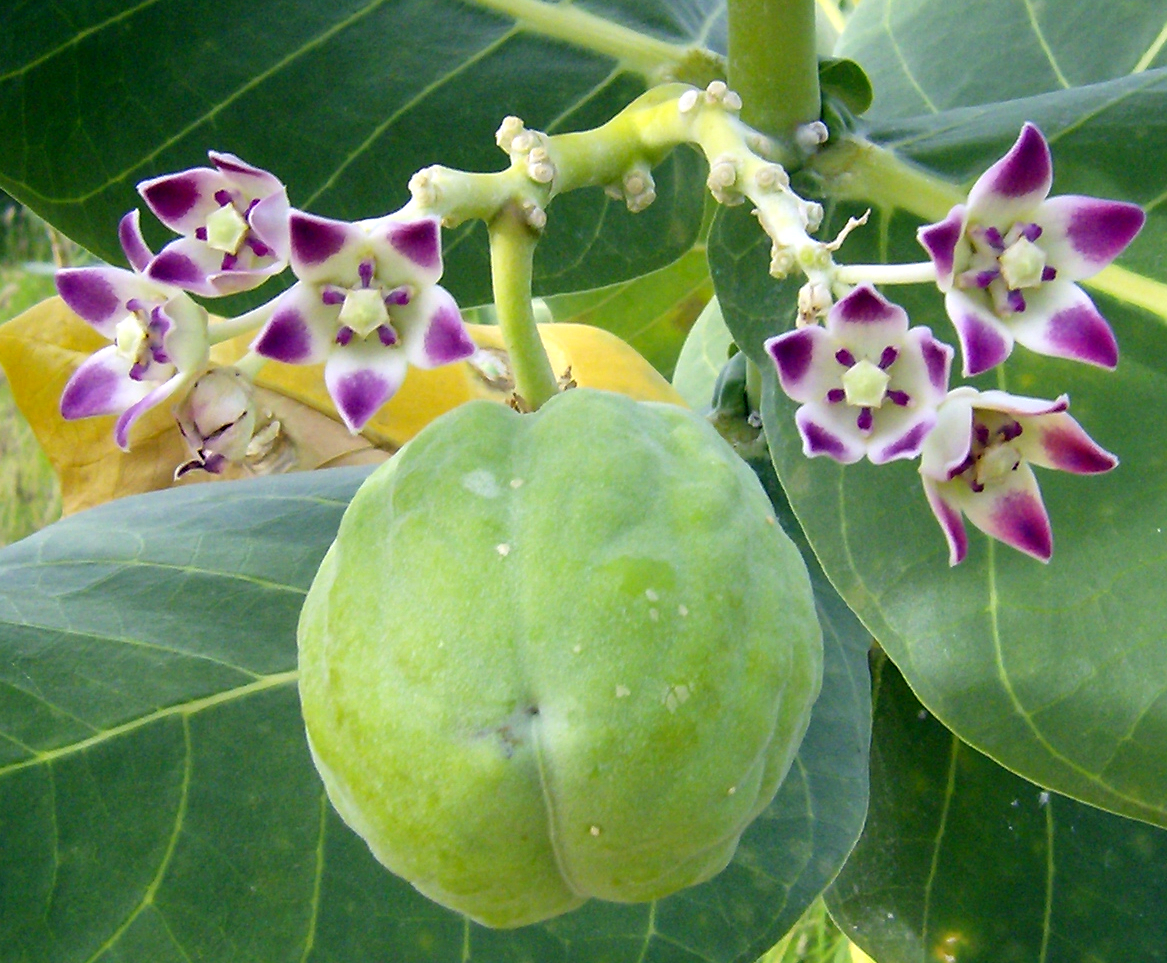 Algodon_de_seda_(Calotropis_procera)_2