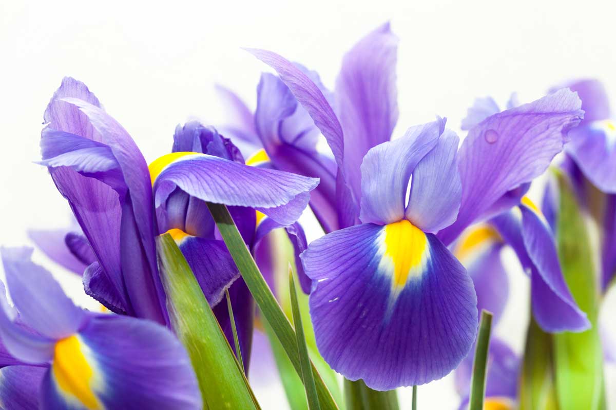 florentine iris