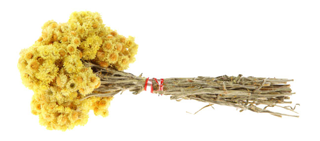 Immortelle