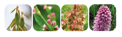 Lise-Watier-La-Creme-Sublime-Canadian-Herbs