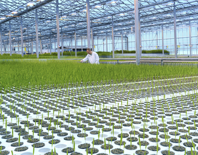 bioeffect greenhouse
