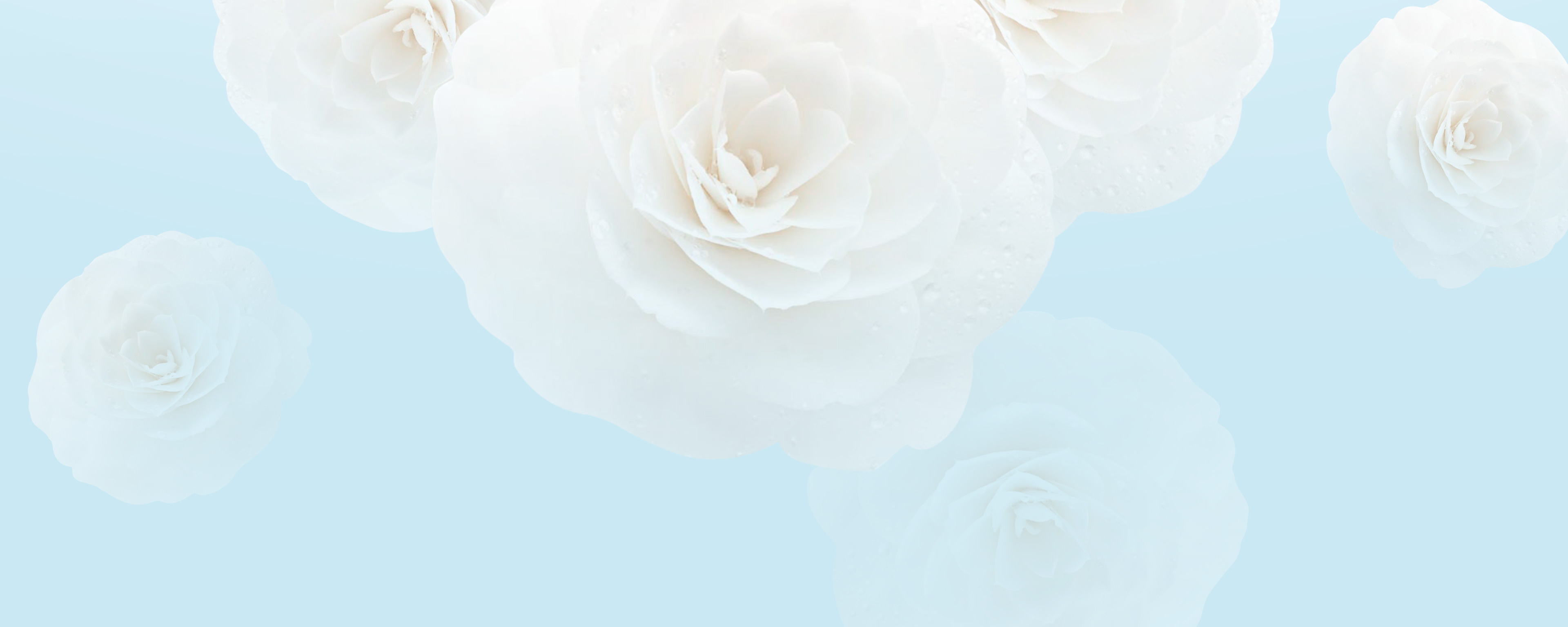 chanel camelia