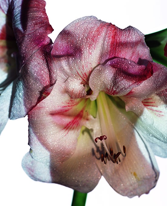 flower redux