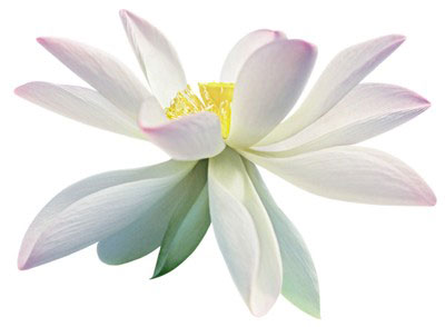 sacred-lotus-kenzoki