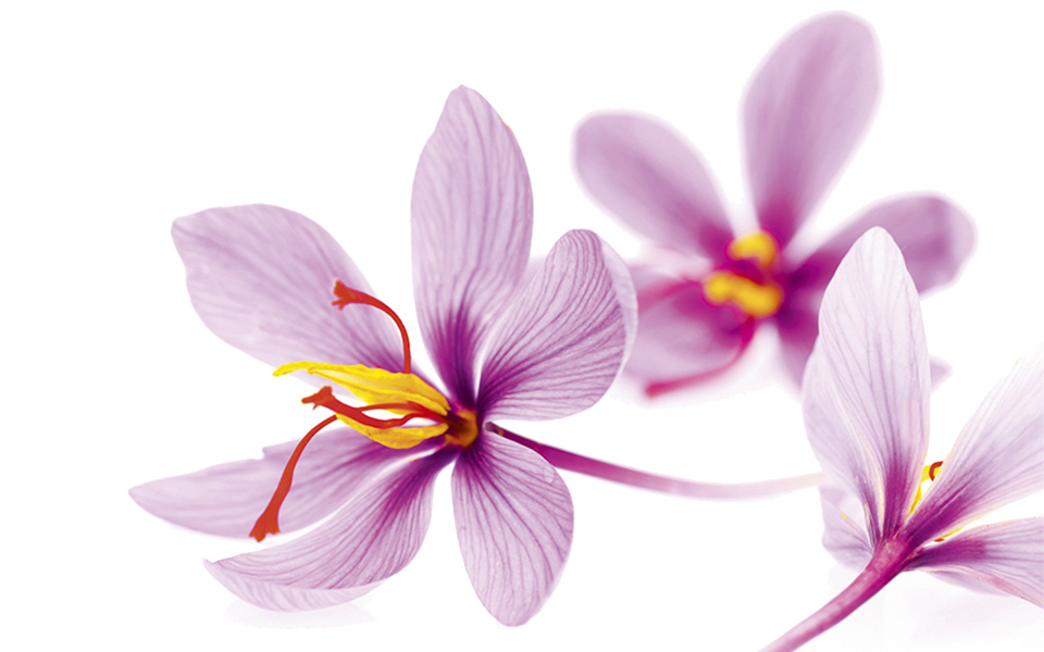 saffron flowers