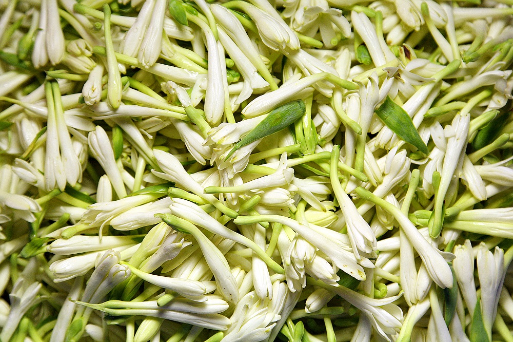 tuberose